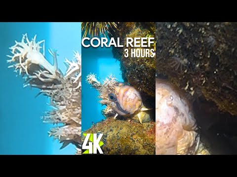 3 HRS Relaxing Oceanic Screensaver with Calming Music for iPhone & Tablet - 4K Funny Coral Reef Fish