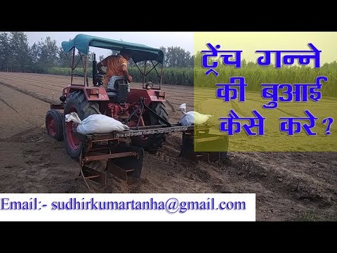 How to plant trench sugarcane