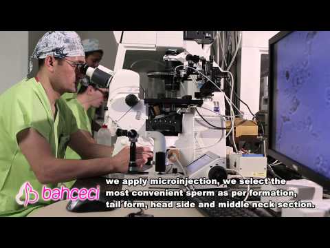 How IMSI (intense enlargement based sperm selection and microinjection) related sperm selection is employed?