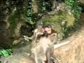 The monkey who became president-Tom T Hall.mp4