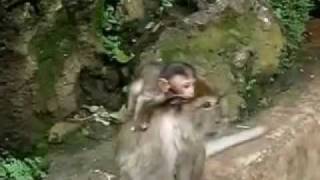 The monkey who became president Tom T Hall Video