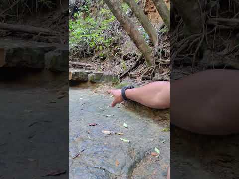 vamos fazer um passeio lá ipeuna SP