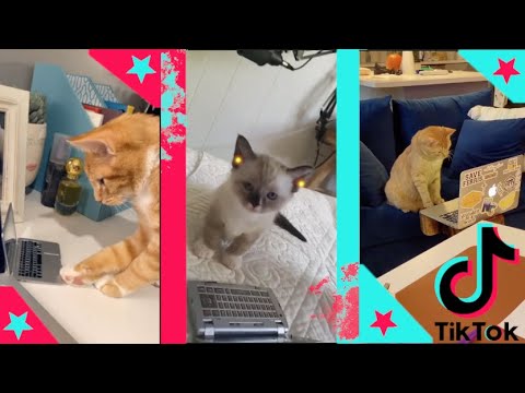 Laptop Cat Mirror Human Work Tiktok Compilation #1