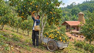 Download lagu Harvesting Oranges – Taking Them to Market – An Orphaned Young Man’s Life mp3
