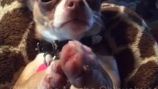 Choco the Macho Chihuahua praying for friends and family!!