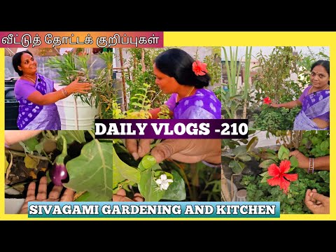 DAILY VLOGS -210-🌺 | வீட்டுத் தோட்டம் குறிப்புகள் | TERRACE GARDENING ✨| SIVAGAMI GARDENING 