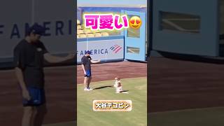 ドジャーススタジアムで遊ぶ大谷翔平とデコピンが可愛過ぎた！野生のキケヘルナンデス手術をしていた【シーズンオフ】