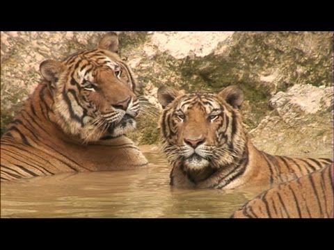Taming the Tigers – Thailand