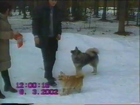 0057 ДОЛ Меридиан Катание на лошадях (08 03 2002)