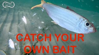 HOW TO CATCH YOUR OWN BAIT ON THE BEACH - NEVER BUY BAIT AGAIN  (FF Episode 2, season 1)