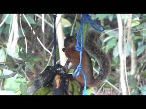 Variegated Squirrel, Sciurus variegatoides, San Isidro de el General, Costa Rica, 22 Dec 2015 (2/3)