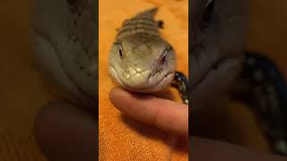 Blue-Tongued Skink Reptiles Videos