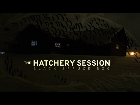 The Hatchery Session - Black Spruce Bog (Full Live Performance)