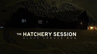 The Hatchery Session - Black Spruce Bog (Full Live Performance)