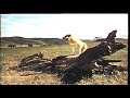 Opening To Old Yeller 1985 VHS Version 2