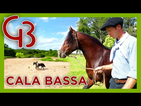 CALA BASSA - National Champion of the Breeders' Cup