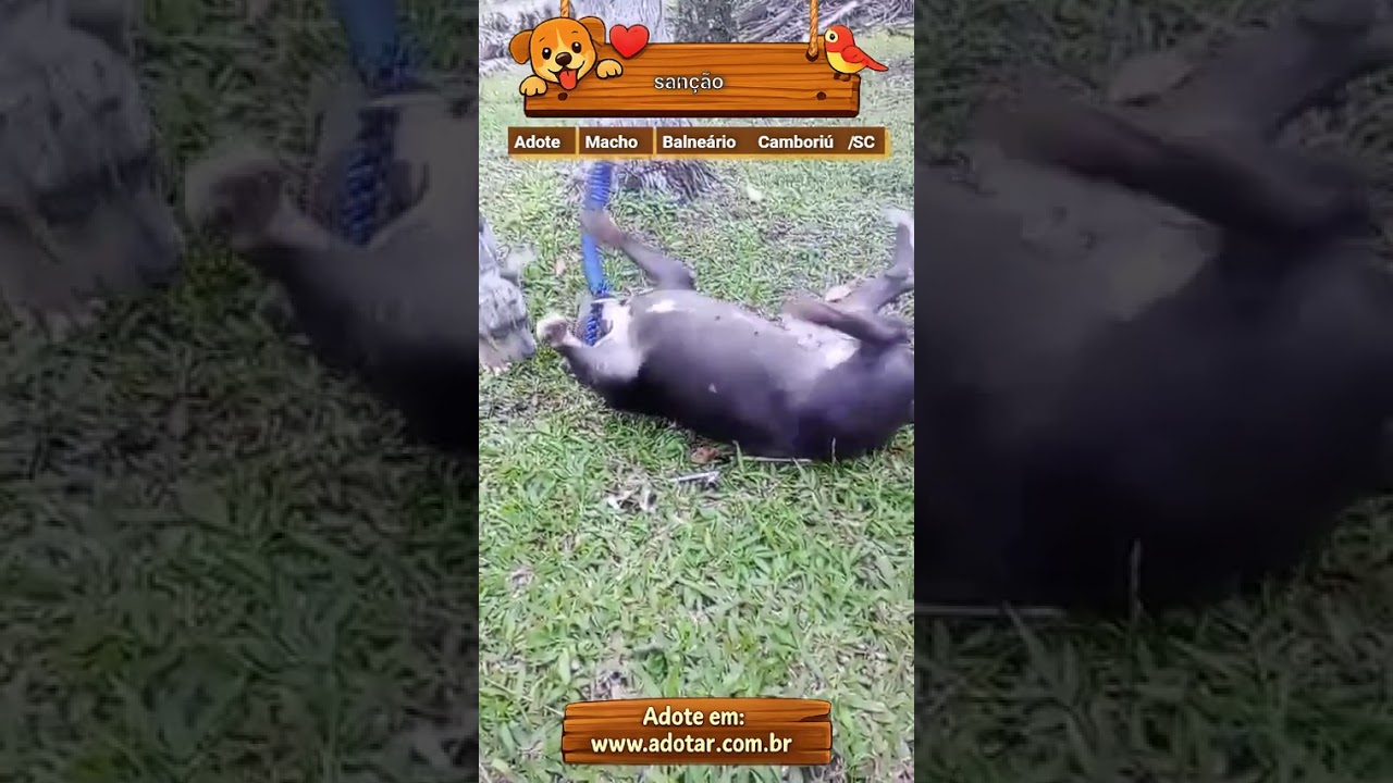 Cachorro raça Pit-Bull idade 3 anos nome sanção 