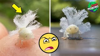 7 Animales EXTRAÑOS que Tal Vez NO Conocías 😲🦟 | DeToxoMoroxo