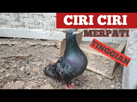 Tinggian Novyj Trend Smotret Onlajn Na Sajte Trendovi Ru