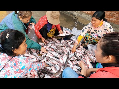 Fresh Cambodian Fish Market - Daily Wholesale Fish Market & People Lifestyle - Fish Market