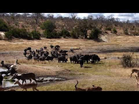 Djuma: Breeding herd of African Buffalo back and hanging around Vuyatela - 12:01 - 07/19/18