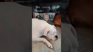 puppy dogs napping. So cute!#shorts #cute #dog #puppy #boxerdog #sleep #pets #petlover #subscribe