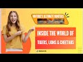 Inside The World Of Tigers Lions Cheetahs Nature S Ultimate Hunters