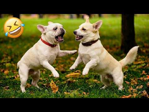 🐶🐱 Funniest Dogs & Cats Gone Crazy 😂 | Viral Pet Fails Compilation 2026 That Will Make You Smile