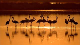 Secret Of Sound - Polished Chrome -