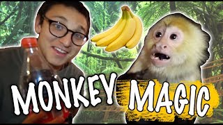 CAN I FOOL A MONKEY WITH MAGIC!?