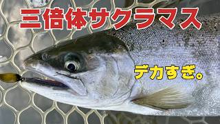 【エリアトラウト】3倍体サクラマスを狙い撃ち！エリア21で大型魚と激闘！