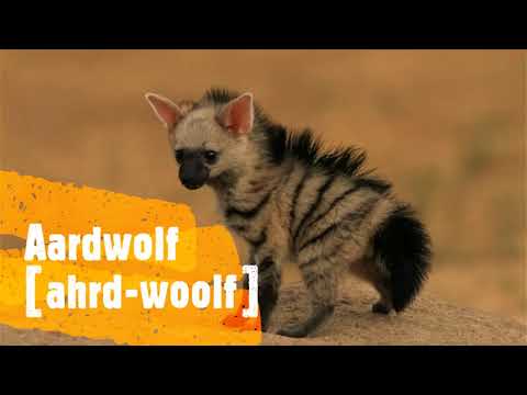 Aardwolf #aardwolf | Scott's Dictionary| Pronunciation | Definition