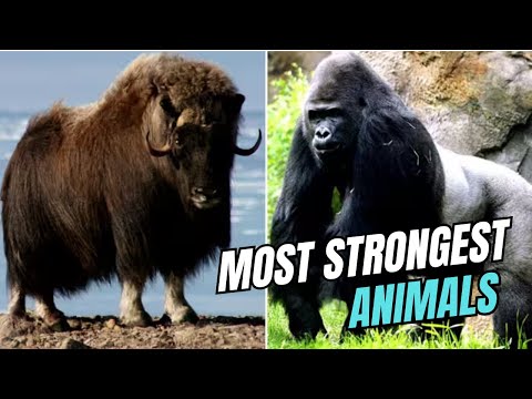 Top 10 Strongest Animals In The World