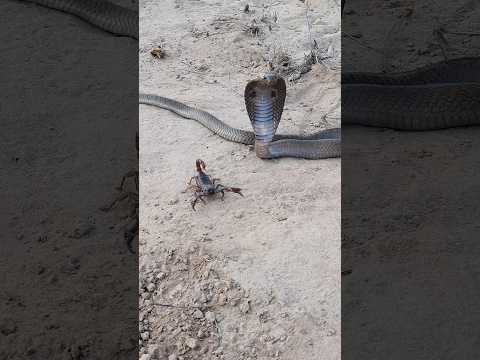 🦂🐍Black Cobra Snake and Scorpion found in the Forest#scorpion #blackcobra#cobra#wildlife #shorts