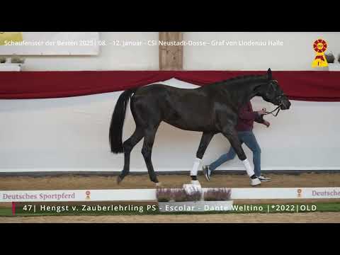 46 Hengst v. Zauberlehrling PS - Escolar