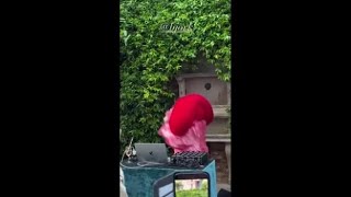 Biennale, performance di Bjork per il padiglione dell'Islanda
