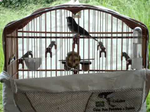 coleiro bactéria saindo de muda.MPG