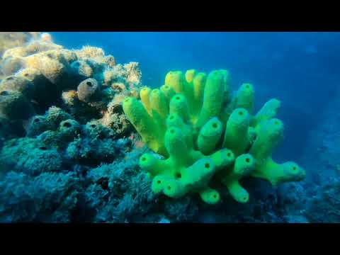 Wreck Diving - S/S Luana July 2020 Croatia