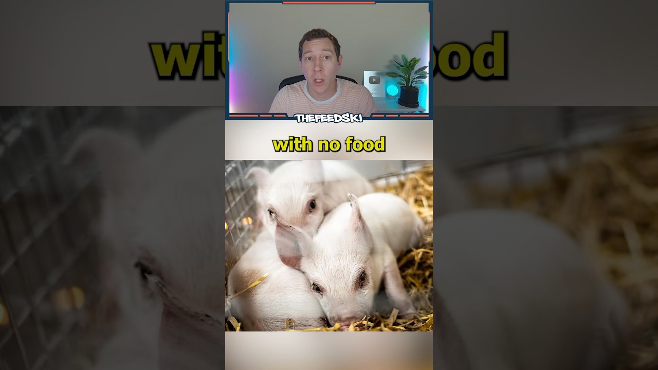 Artist Is Starving Piglets In New Controversial Piece