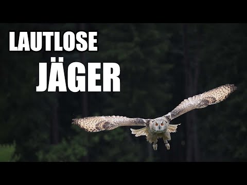 So fliegen Eulen lautlos