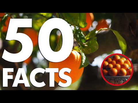 The Ultimate Guide to Oranges: 50 Facts You Need to Know