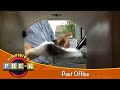 Post Office Virtual Field Trip KidVision Pre K