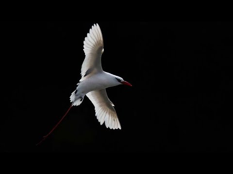 Red tailed tropicbird (Phaethon rubricauda) breeding pair