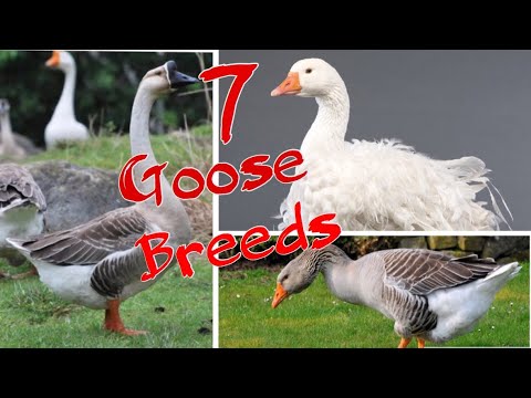 , title : '7 Goose Breeds To Consider For Your Farm'