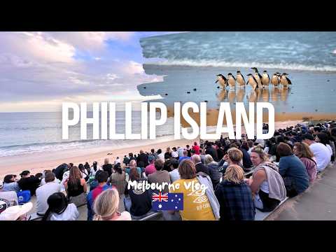 Phillip Island Penguin Parade: A Magical Wildlife Experience! 🐧✨