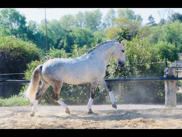 Hengst Lusitano Te koop 2014 Schimmel