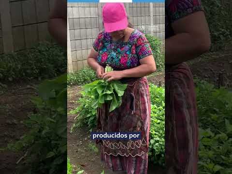 Promoviendo la agricultura en Rastro Viejo de El Tejar, Chimaltenango 🍅🫑