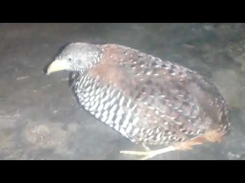 Pipikau Novyj Trend Smotret Onlajn Na Sajte Trendovi Ru