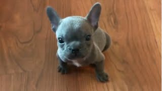 Tiny Frenchie demands to see manager to complain about restaurant