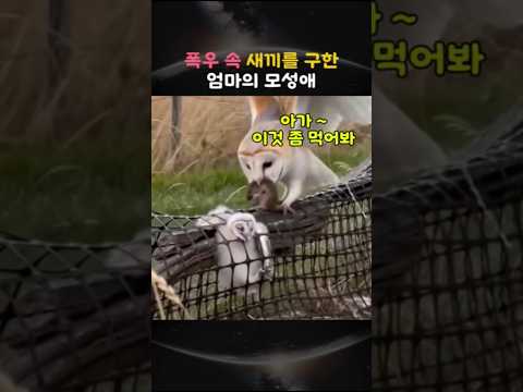 폭우 속 새끼를 구한 엄마의 모성애
